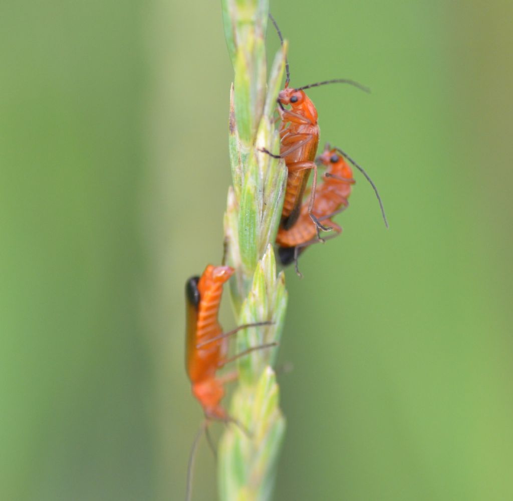 Cantharidae: Rhagonycha fulva